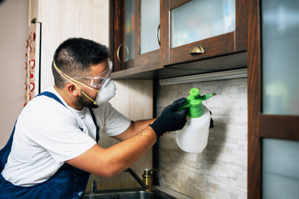 Best Wasp Removal Services  in Oquawka, IL