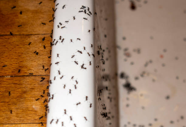 Wasp Removal Services in Oquawka, IL
