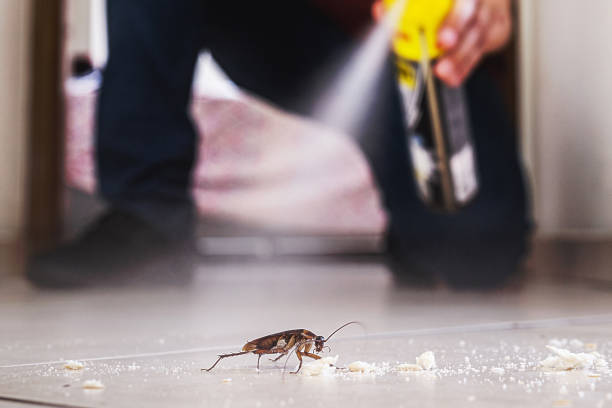 Best Flea Control Services  in Oquawka, IL